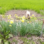 へんおじの闘病記