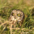 『投稿：「洪水から守ってくれるコミミズク」です。2023/04/26』の画像