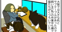 【猫との暮らし】ところ変わっても猫は猫