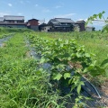 2026年度綿の栽培記録：小暑。開花はじまる
