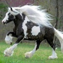 毛の長い馬の話し　その２