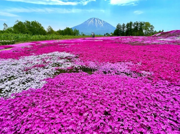 倶知安で満開の芝桜、積丹半島で岬めぐり