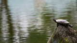 公園行ったら亀がいた（※画像あり）
