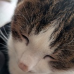 サブカル”ダディ”ガッテム日記