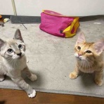 ねこかます