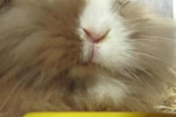 うのくらし ライオンロップ