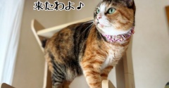 凛さんの近況です。