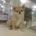 チワワちゃん