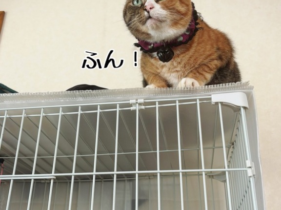 凛さん(三毛)という猫