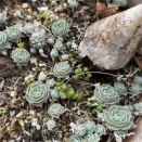 アトリエの庭から。。。子持ち蓮華san