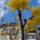 『春到来の花 蝋梅が見ごろ!』の画像