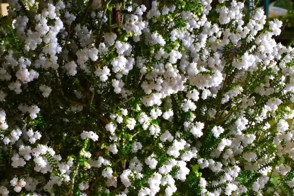 花の名残り 15 01