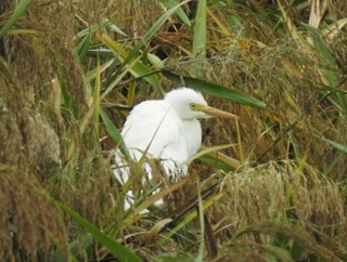 2025年10月11日の野鳥公園