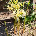 減農薬野菜、果物、お花、こだわりのうつわのお店　- 花うつわ大地（花咲農園） -