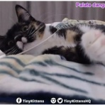 とぅでいず　きてんず　Today's kittens