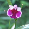 ウチョウラン　紅宇宙みたいな花　?