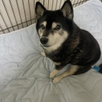 柴犬アトム🌈・黒柴アラレの日々是好日