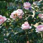『【ピノ子日記】庭の植物たちの様子』の画像