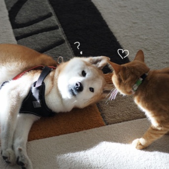 にぶいヤツ