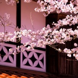 『2026.4『がいせん桜🌸 歩いてみたよ❸』岡山県真庭郡新庄村』の画像