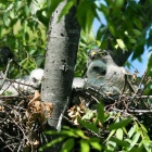 『投稿：ツミの幼鳥の成長【追記】　2025/06/27』の画像