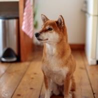 EF50mm F1.4USMが好き