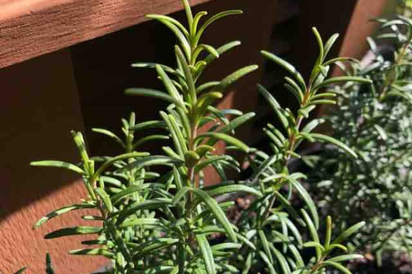 Fifties Life 植物 観葉 ハーブ 菜園