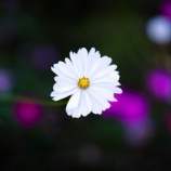 『別世界に生きている』の画像