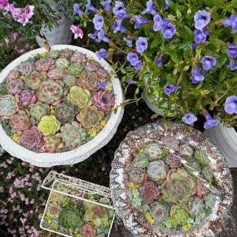 ＊エケベリアの贅沢な寄せ植えを沢山作りました（＾∇＾）