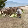 広島の宮島に餌やりツアー