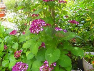 紫陽花咲いて 明日も良い一日になりますように〜