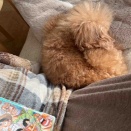 映画『爆弾』とUNIQLO感謝祭