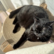 【猫写真】アゴ置きはあったほうがいい