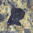 クロコショウダイ幼魚Ⅱ