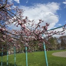 もうすぐ桜満開！