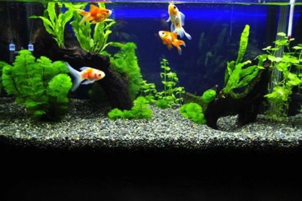 これからアクアリウムを始められる方々へ 水槽ジャンル 海水 淡水 動物病院の水槽 待合室に珊瑚礁と海水熱帯魚 これからアクアリウムを始められる方々へ 水槽ジャンル 海水 淡水 動物病院の水槽 待合室に珊瑚礁と海水熱帯魚