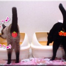 ニャンとも一筋