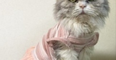 寒くて高齢猫に服を着せています