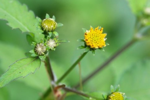 植物のある暮らし 黄色 オレンジ系の花