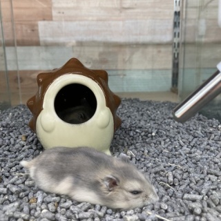 小動物専門店NATURE'S