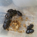 オオクワガタが菌糸ビンから脱走で行方知れずの話