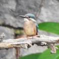 2026年6月20日の野鳥公園