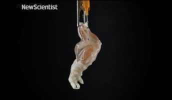 【世界初】死んだマウスの細胞から『生きた足』を作り上げることに成功