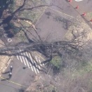 【画】桜の名所・砧公園で桜の木が倒れ女性下敷きに　他の木の点検作業進む