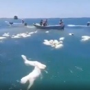 海を泳ぐヒツジたちを、漁師たちが回収するという光景