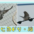 ヒヨドリ・鳩
