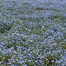 ネモフェラの妖精の如し