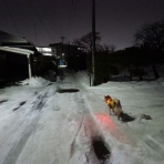 柴わんこと暮らす日々