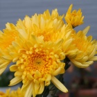 『秋の庭の植物とお掃除、箒・竹箒・熊手』の画像