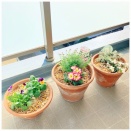 最高の癒やし｜花のあるベランダに